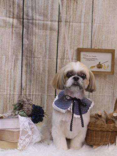 20241013ちょびくん